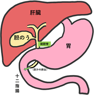 胆のうの位置を示した図